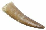 Fossil Plesiosaur (Zarafasaura) Tooth - Morocco #370259-1